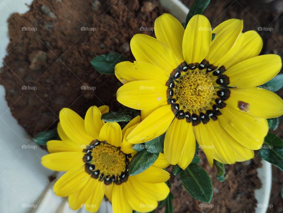 yellow flower seasonal fresh shurb small size looks very beautiful generally found everywhere
