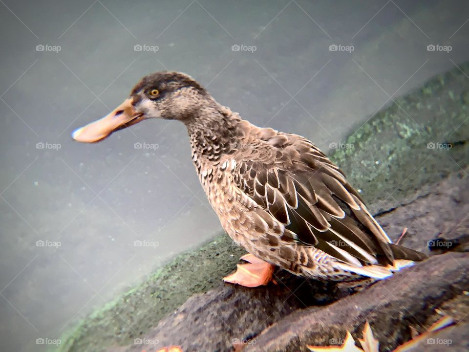 Duck looking down to Jacqueline Reservoir.