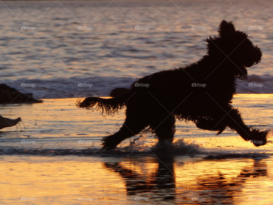 Dog running at sunset on the beach