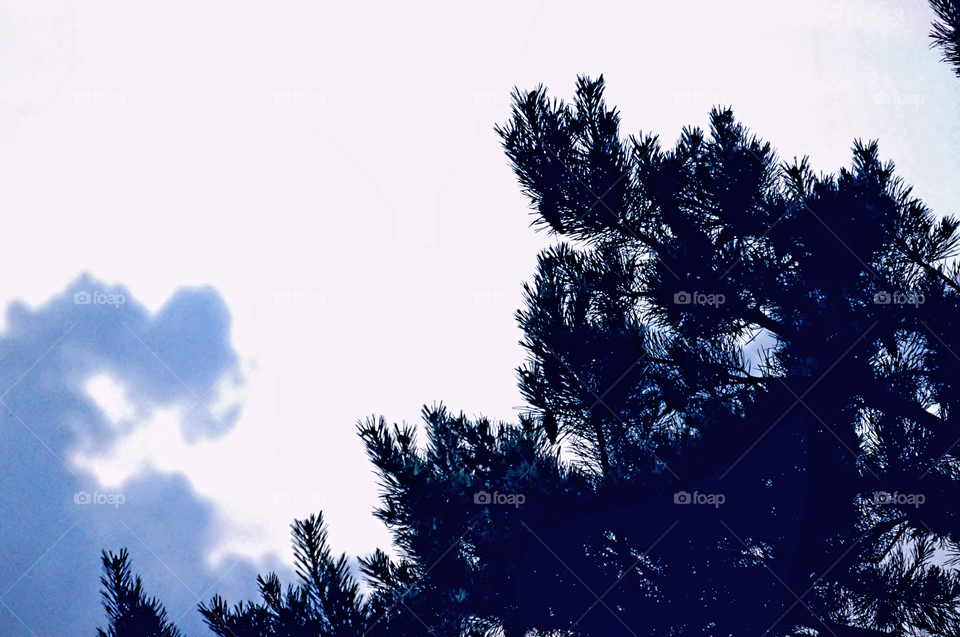 Nature. Pines in Sky