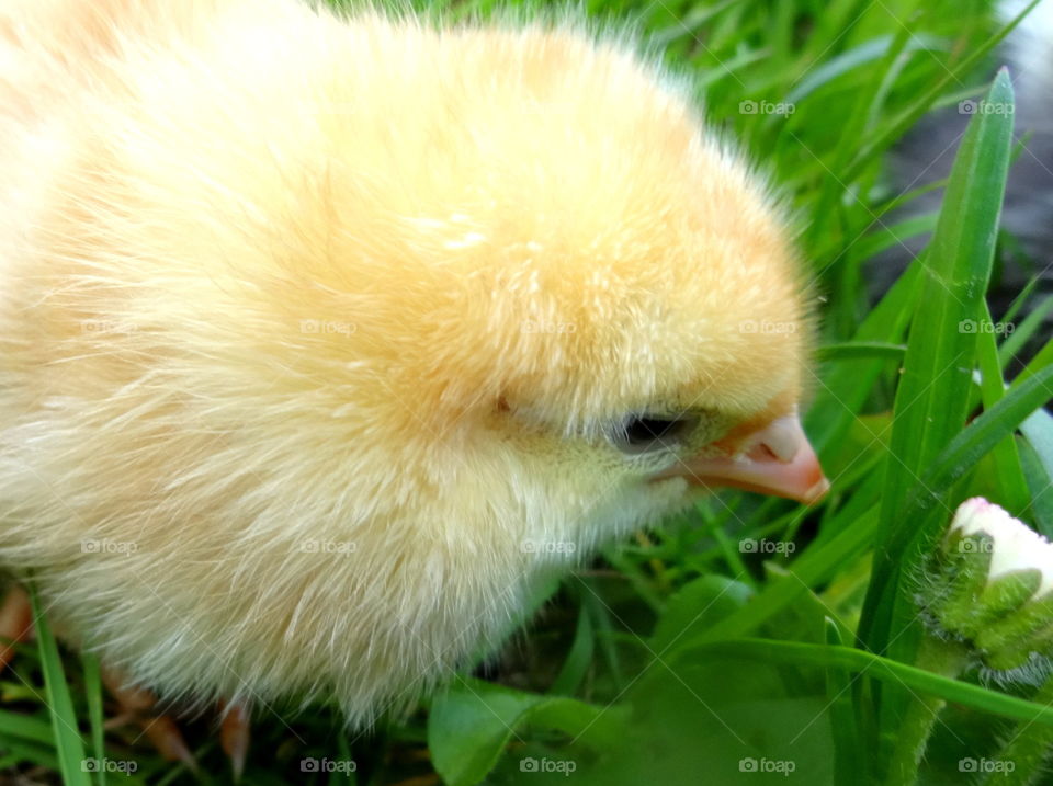 yellow chick in macro