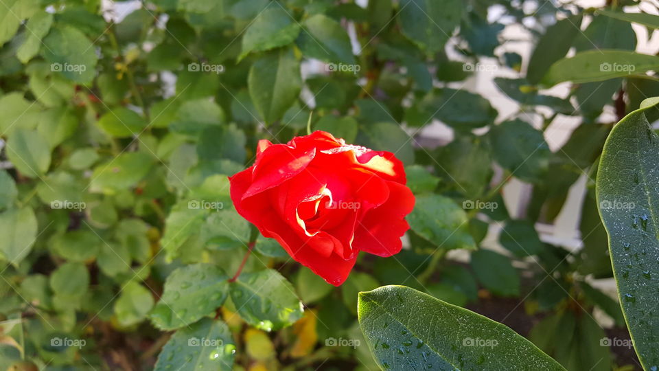 sun light makes the red rose look as if it was white and red