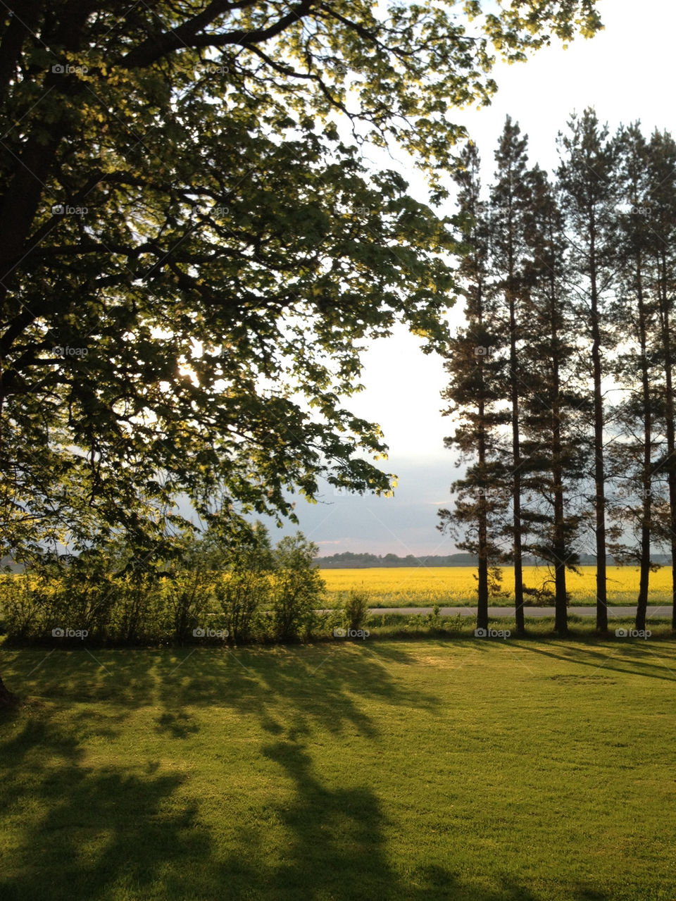 yellow sol sun trees by joosse_b