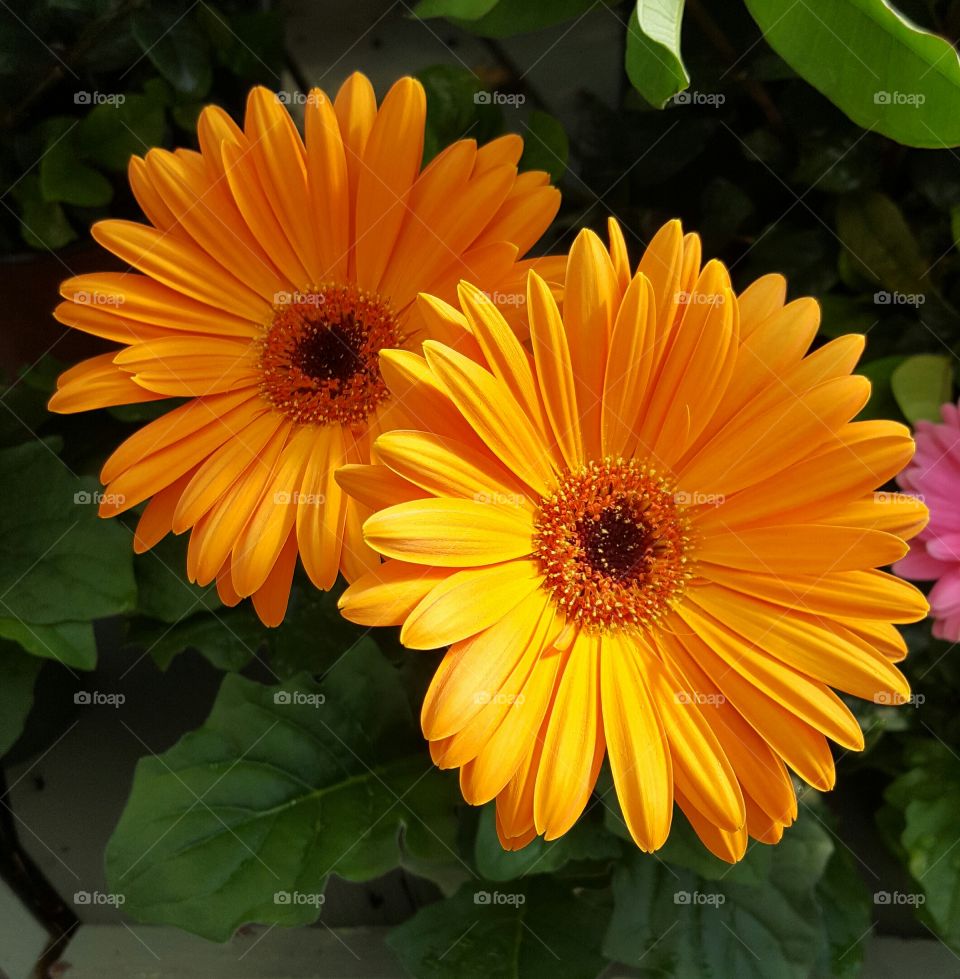 Gerbera Sunshine