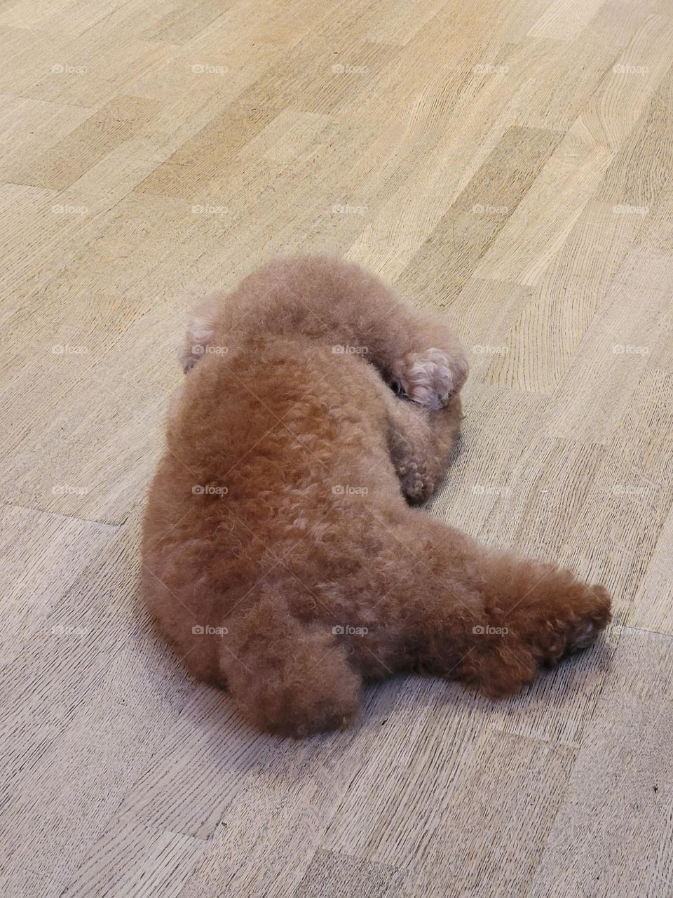 brown toy poodle doggie laid down on the floor with one leg out - Hong Kong