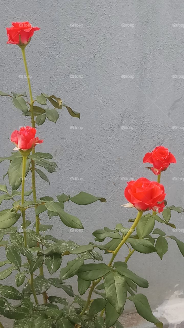 The roses is very very beautyfull and nature
