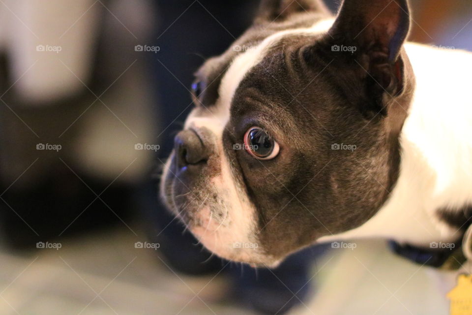 Boston Terrier Blue Bruno