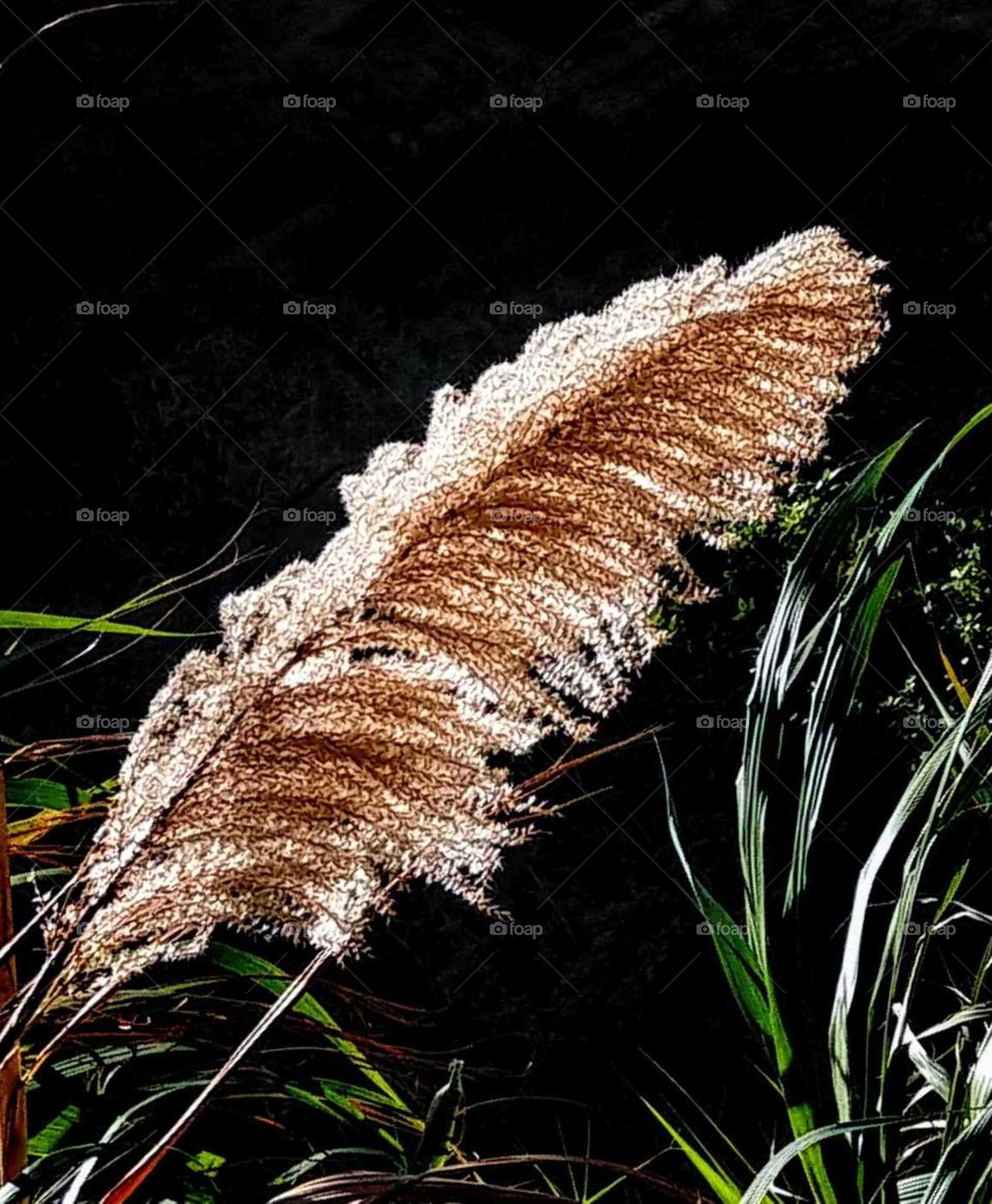 First signs of autumn: the first reed this year I saw. growing in front of mountain wall, between mountain and seaside.