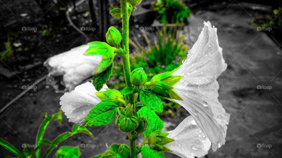 Não sei o nome dessa flor branca nessa planta mas sei que é muito mais bonita do que muitas outras flores por aí.