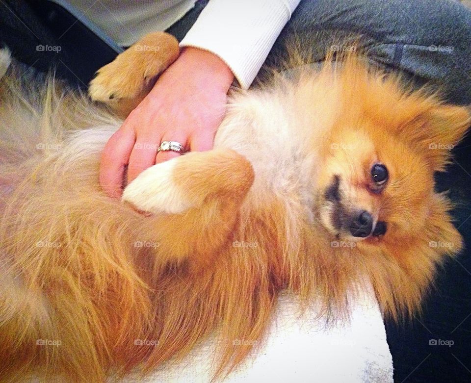 Pomeranian lying on back dog spritz belly belly rub adorable cute sweet 