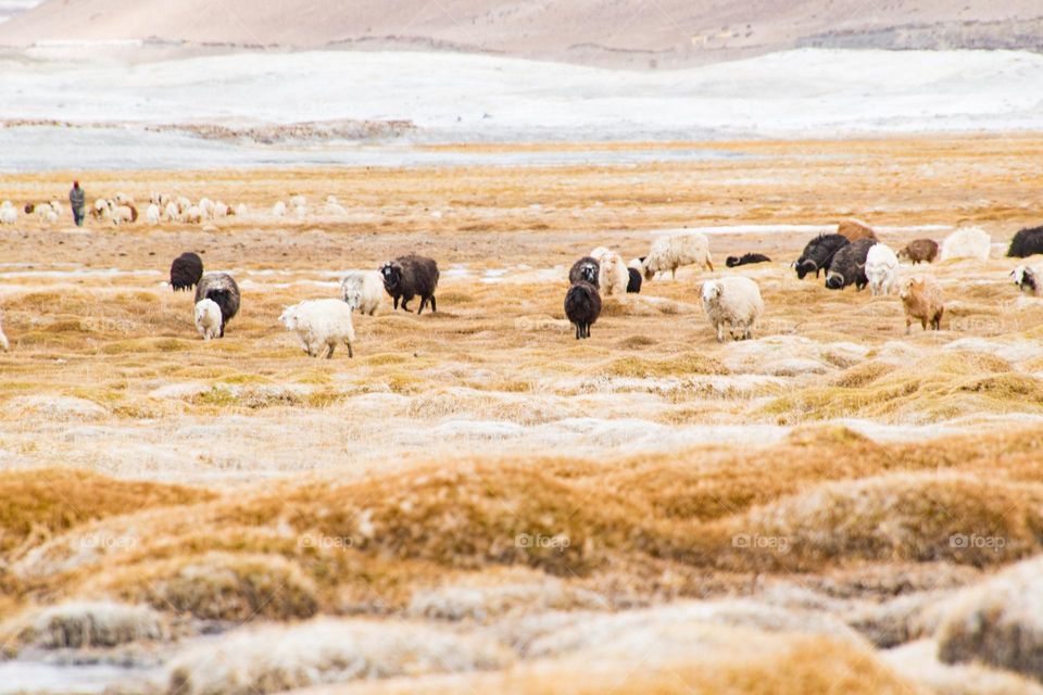 sheep on the frozen lake