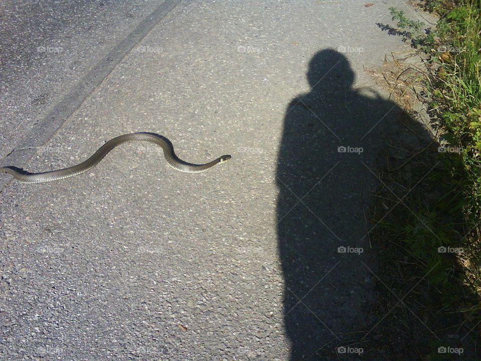 Snake, No Person, Road, Reptile, Landscape