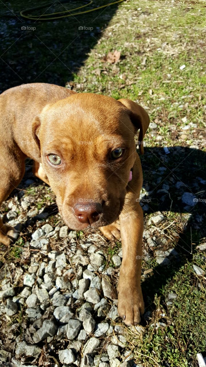 Muffins getting some sun.