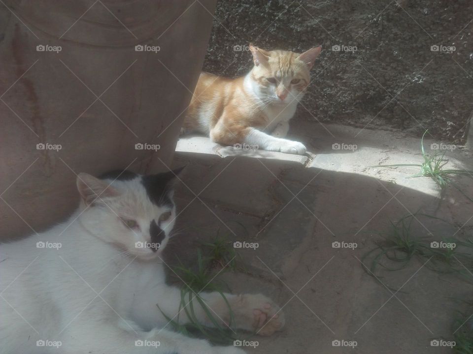 Two cats looking at camera