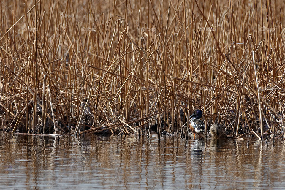 Male and female pair of ducks at their nest