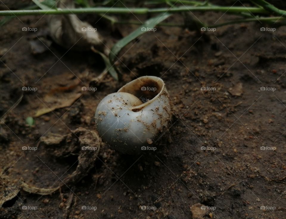 snail shell during rain