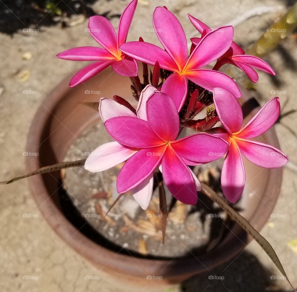 Pink Plumeria II