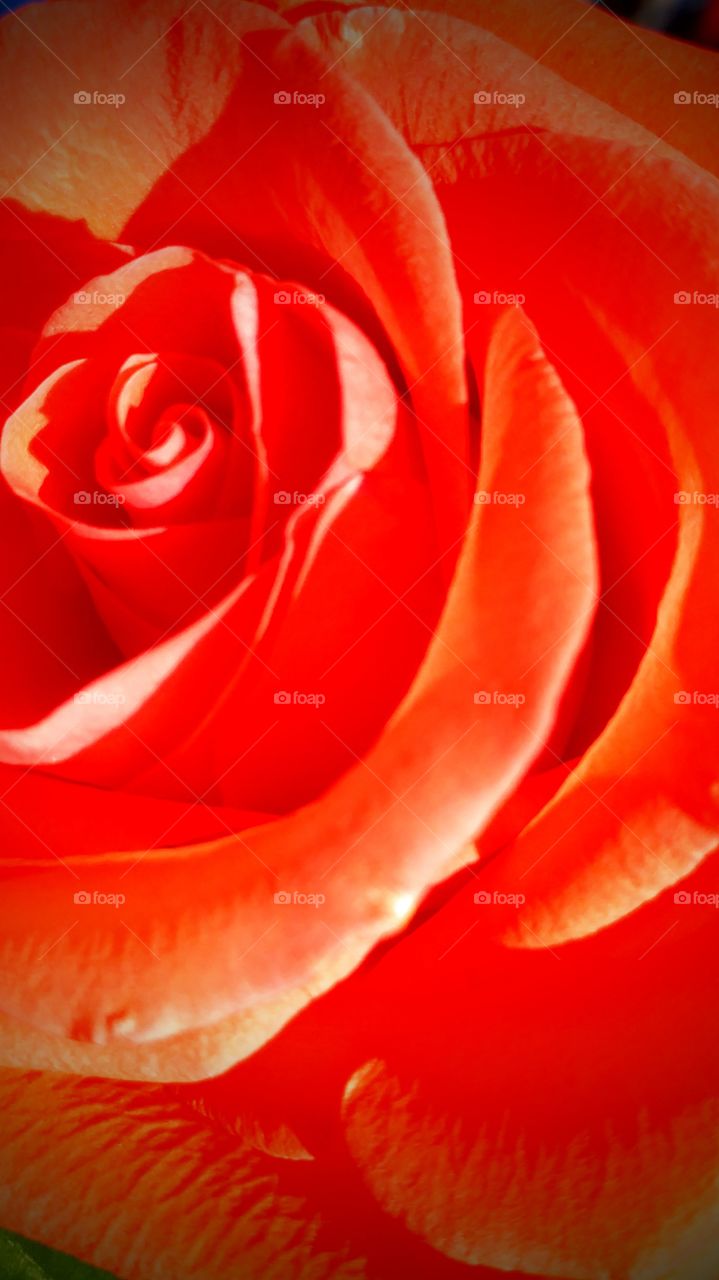 orange rose