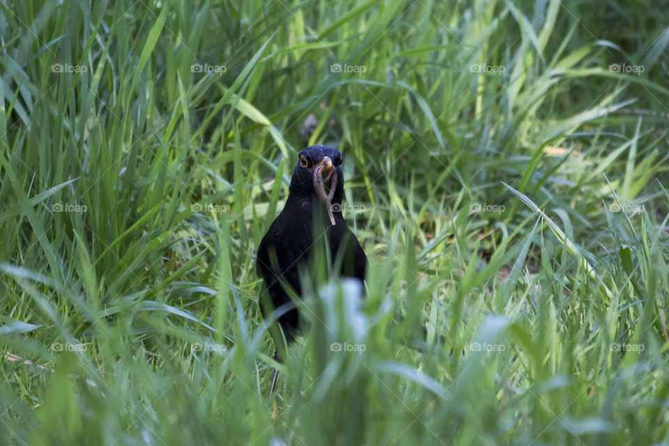 Black bird with lunch worms .
Koltrast med maskar 