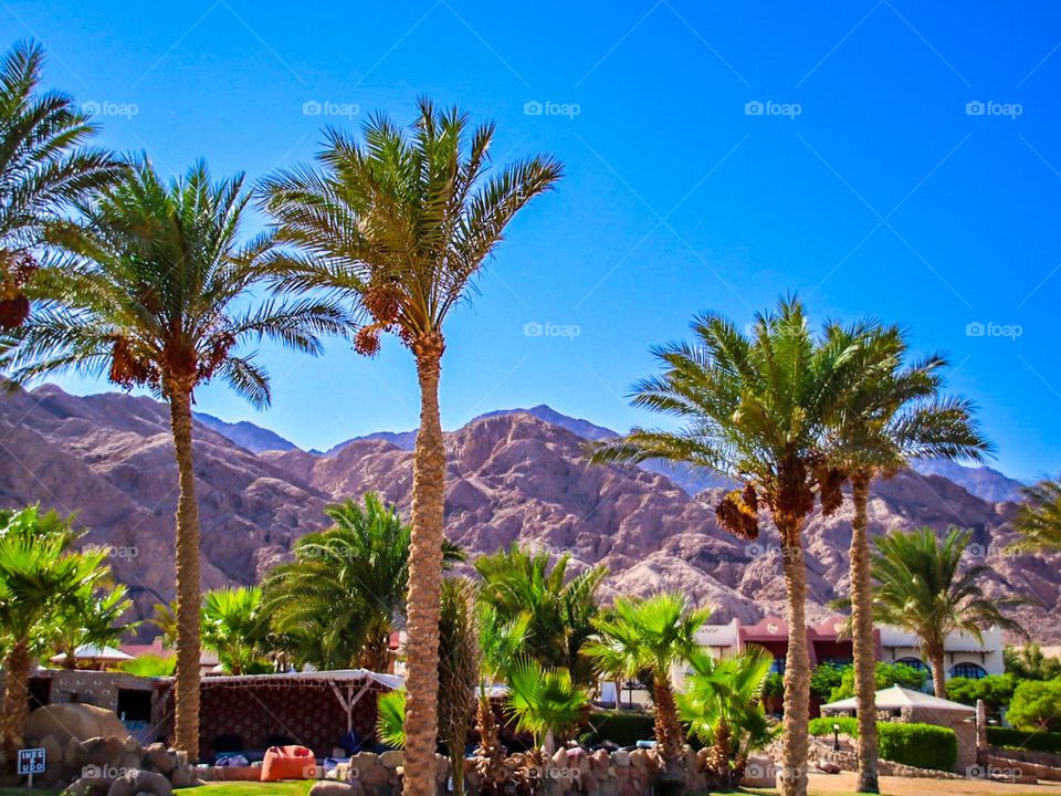 Palm trees with mountains in the background. Dahab, Sinai. 