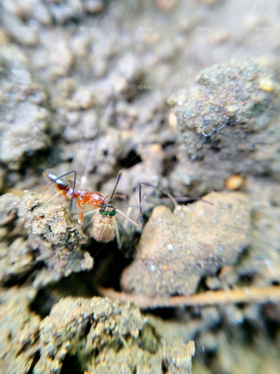 Ant hunting its prey