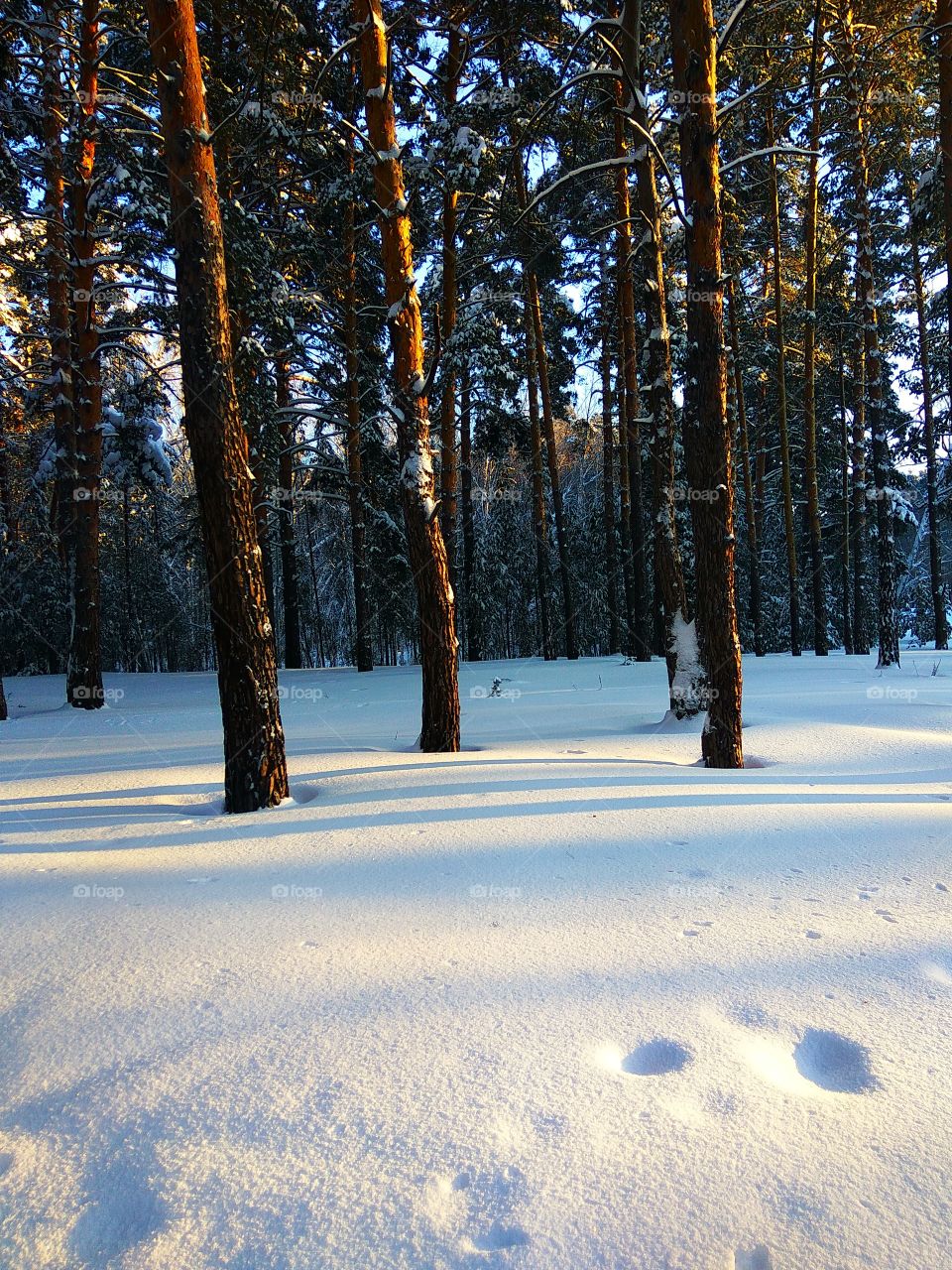 Winter dawn in woodland