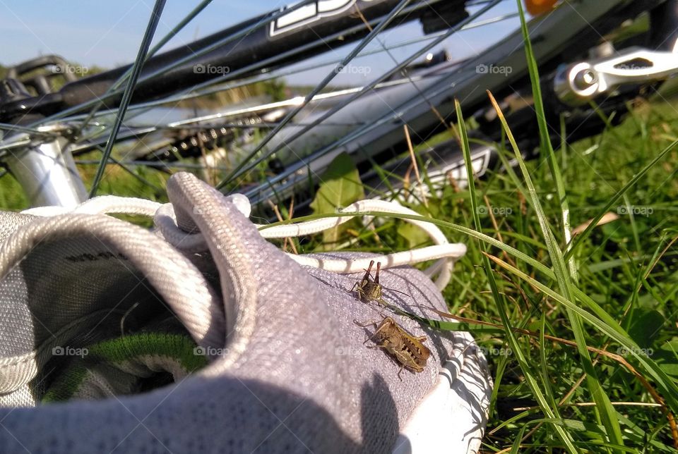 two grasshoppers on a person shoes in the green grass and bike wheel, summer time, lifestyle