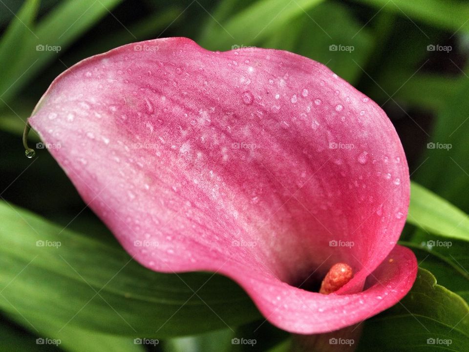 Pink Lilly