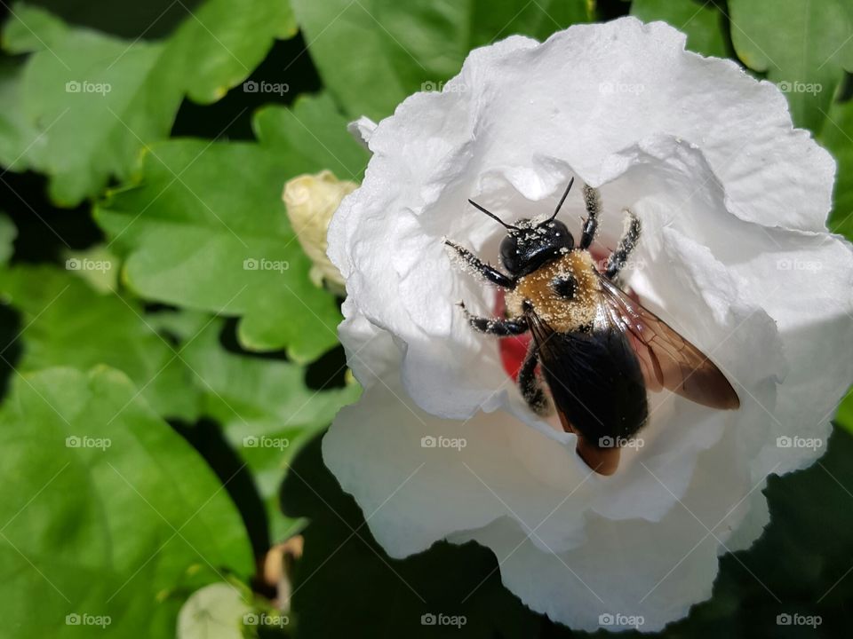 Bee