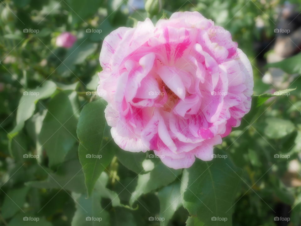 Beautiful single pink rose 