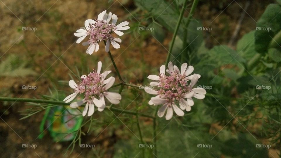 Flower of Coriander grown in the Garden. On this, it is used as a spice.
