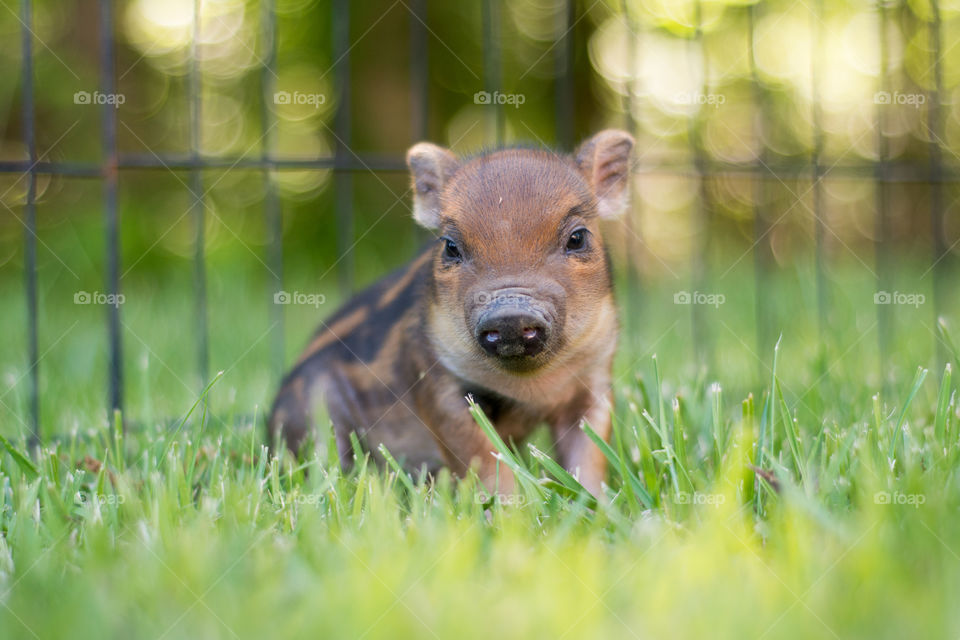 Close-up of a piglet