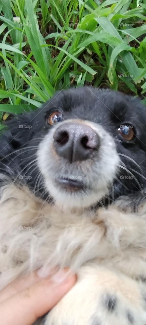 cute puppy shocked face