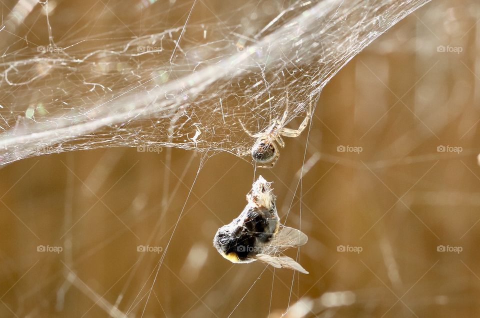 spider and his prey