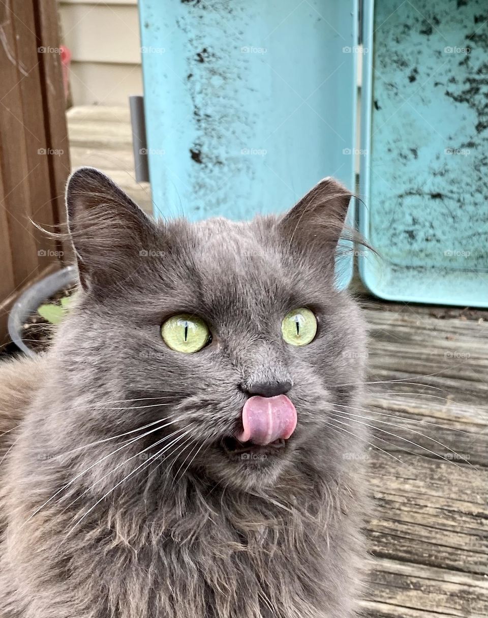 A grey cat sitting on a wooden deck licking her nose