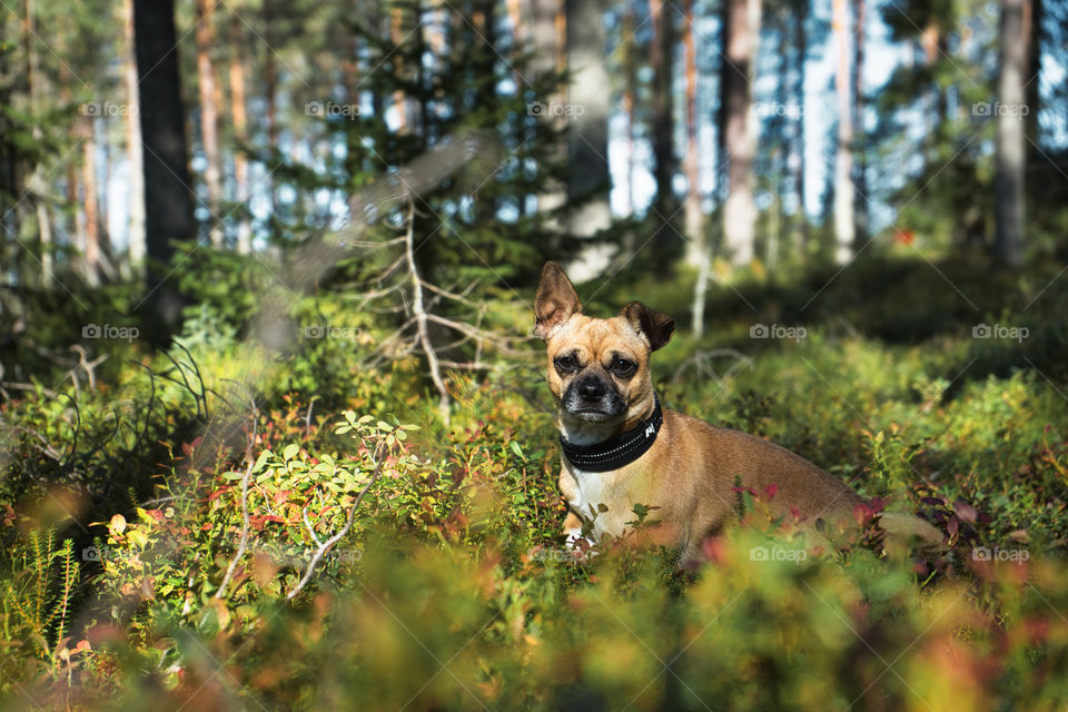 Dog in  forest