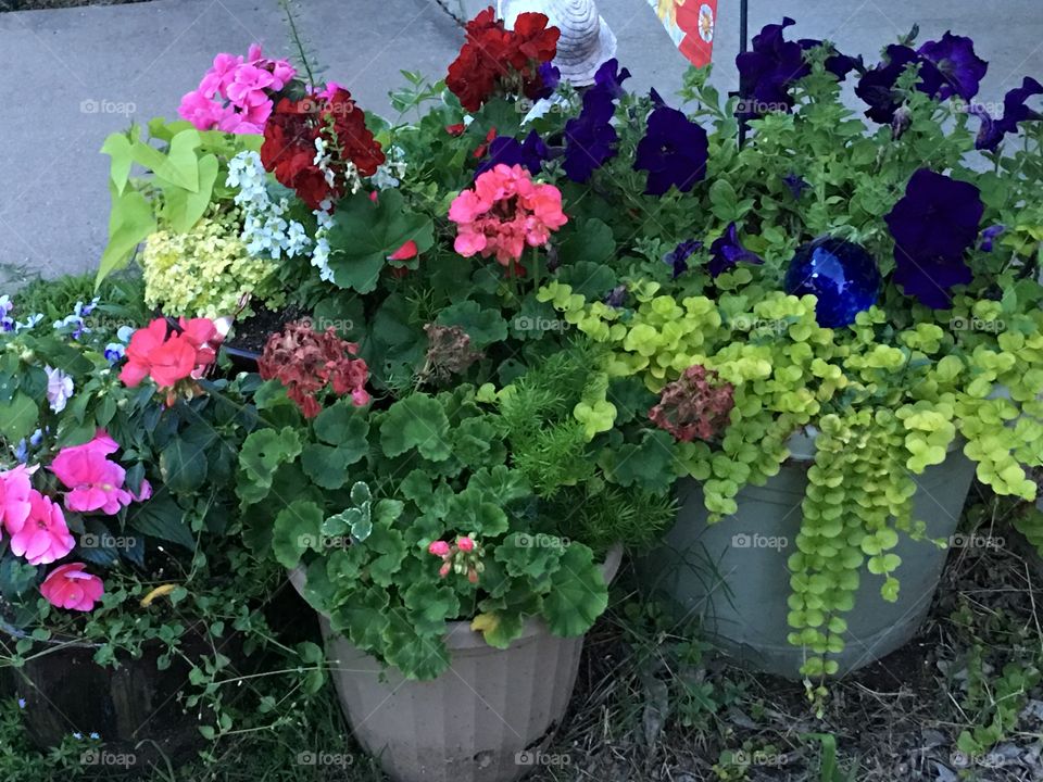 Potted bouquet