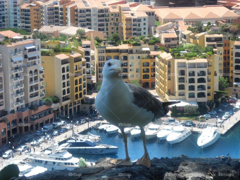 Seagull