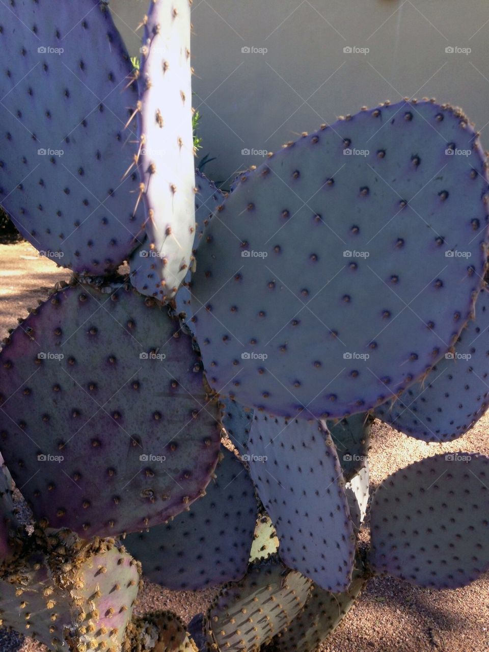 Purple Cactus
