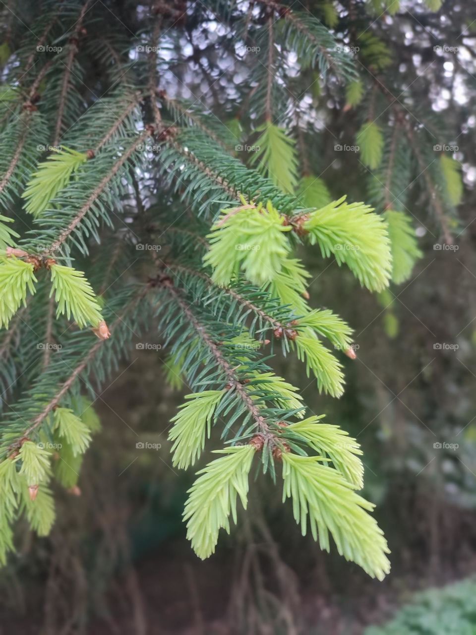 Fir branches