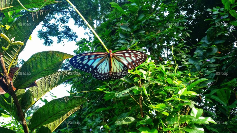 The beautiful Parantica aglea butterfly perched on a branch