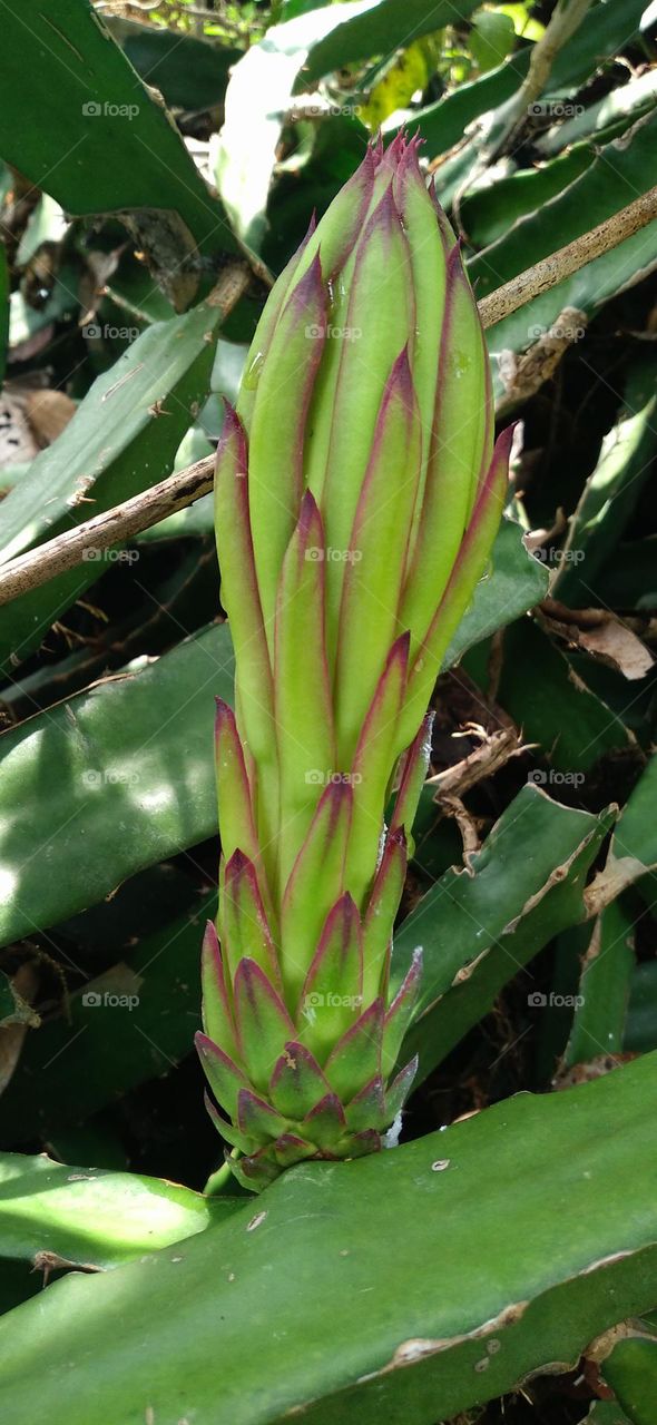 White dragon fruit is a type of plant that belongs to the cactus group.