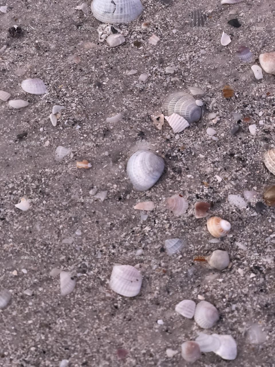 Stunning seashells