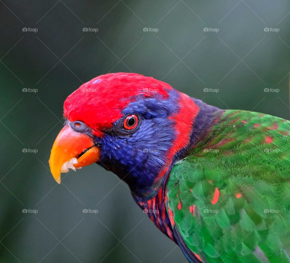 Rainbow Lorikeet