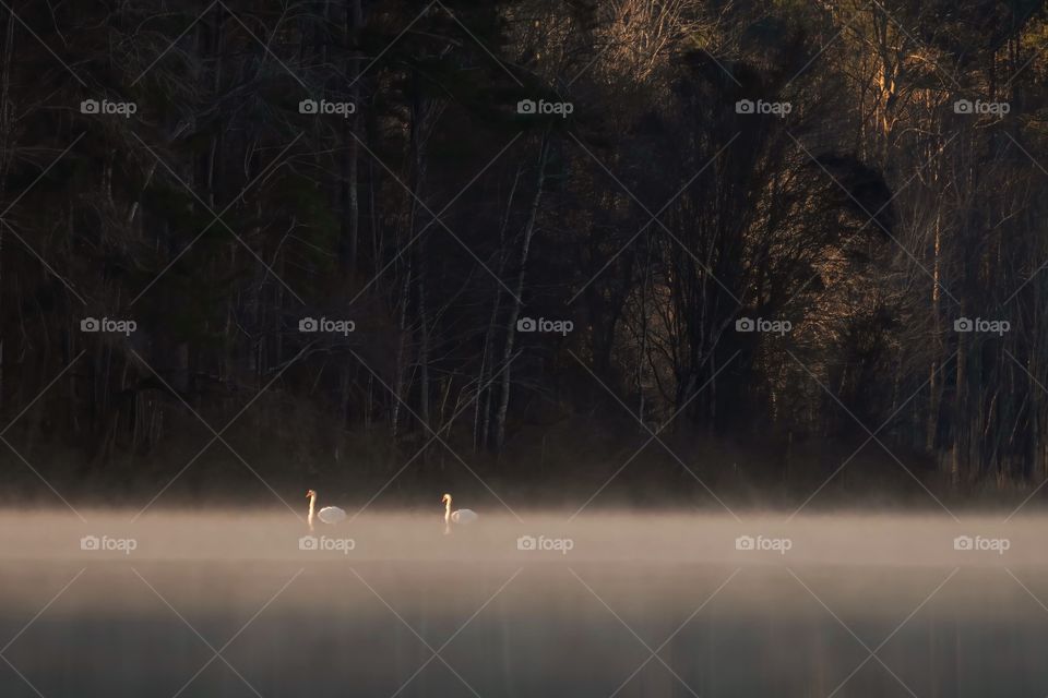 Mute swans on the foggy lake by the forest. 