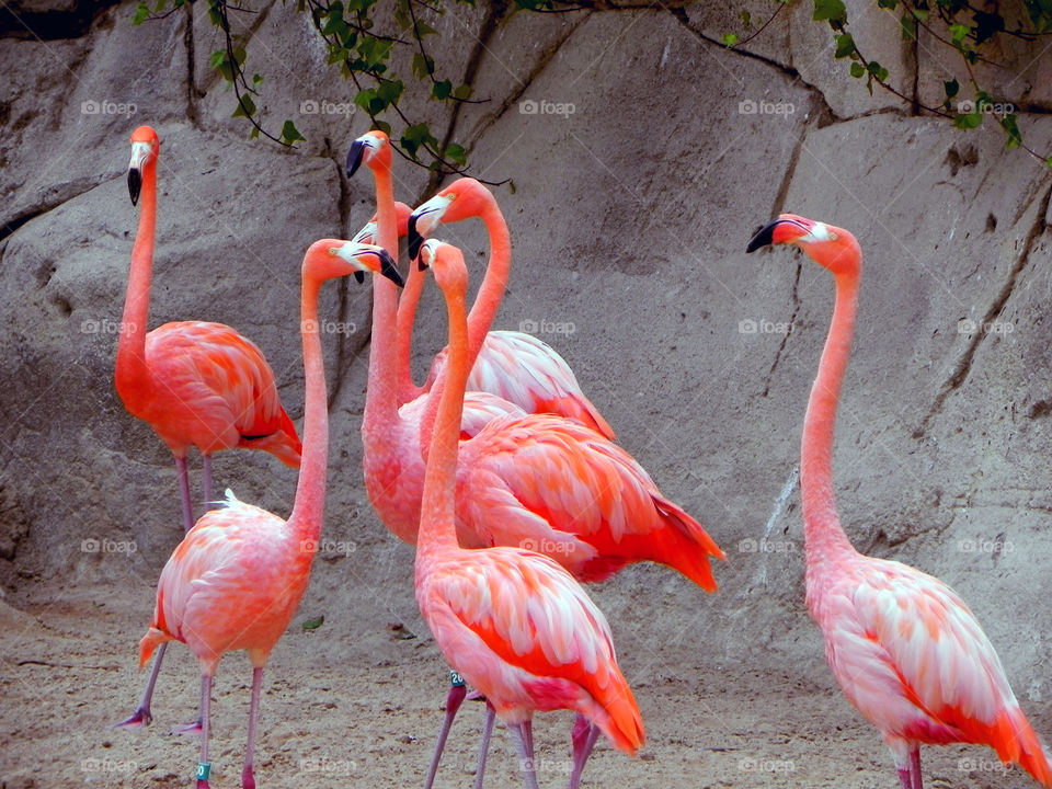 Flamingo meeting