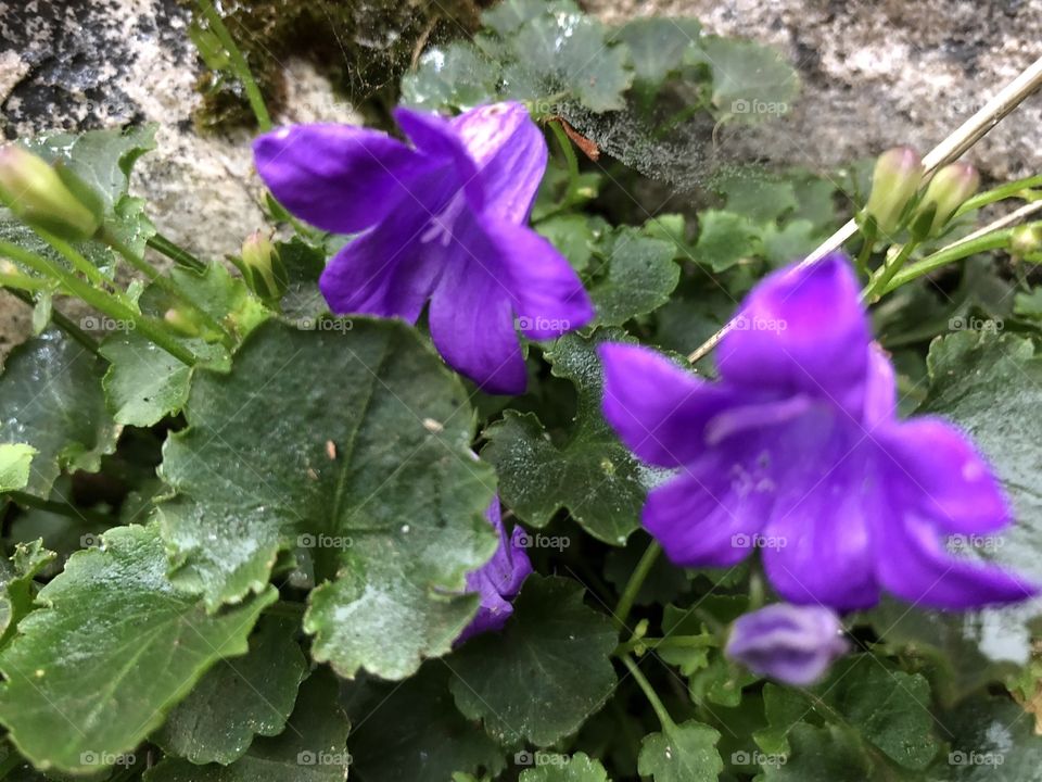 Some glorious wild flowers up close for maximum love.