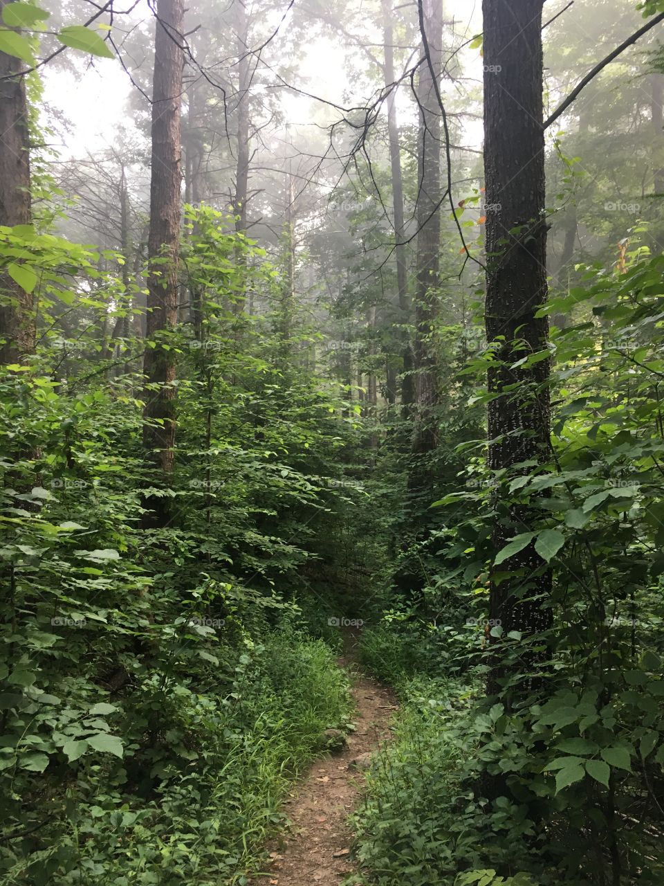 Morning misty walk through the woods of New England