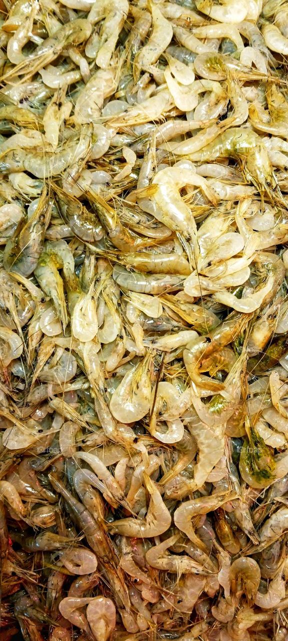 Fresh Prawn Fish Bangladesh