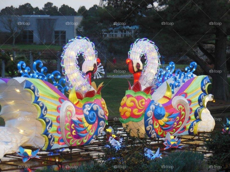 Lantern Asia- Swans